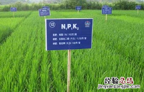 水稻各个时期的施肥量 水稻各时期施肥量和施肥方法