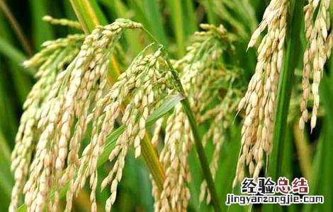 水稻各个时期的施肥量 水稻各时期施肥量和施肥方法