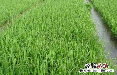 水稻各个时期的施肥量 水稻各时期施肥量和施肥方法