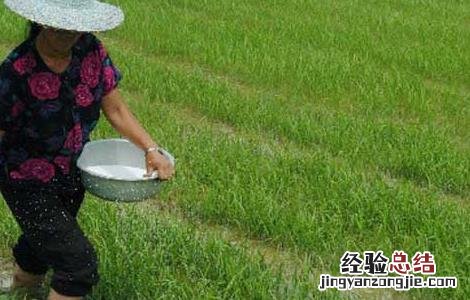水稻如何进行标准化施肥 水稻如何进行标准化施肥的