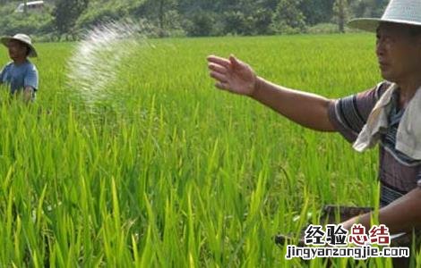 水稻如何进行标准化施肥 水稻如何进行标准化施肥的