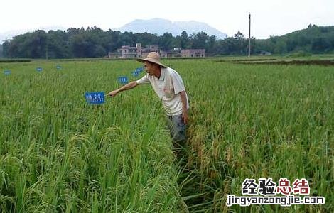 水稻如何进行标准化施肥 水稻如何进行标准化施肥的