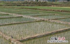 水稻需肥规律与施肥技术教案 水稻需肥规律与施肥技术