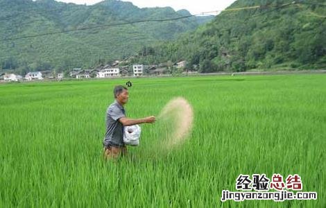 水稻需肥规律与施肥技术教案 水稻需肥规律与施肥技术