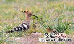 看见戴胜鸟预示着什么预兆 看见戴胜鸟预示着什么
