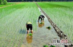 水稻插秧技术要求 水稻插秧技术要求有哪些