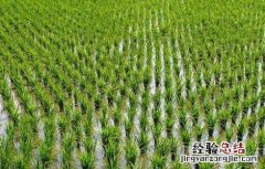 怎样加强水稻苗期分蘖率 怎样加强水稻苗期分蘖率管理