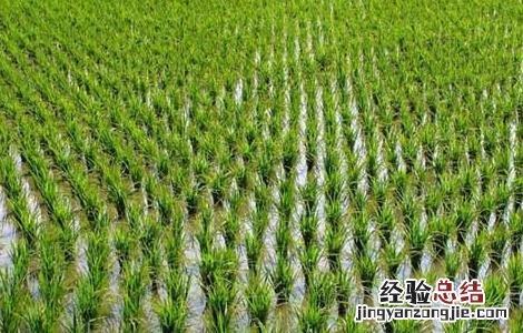 怎样加强水稻苗期分蘖率 怎样加强水稻苗期分蘖率管理