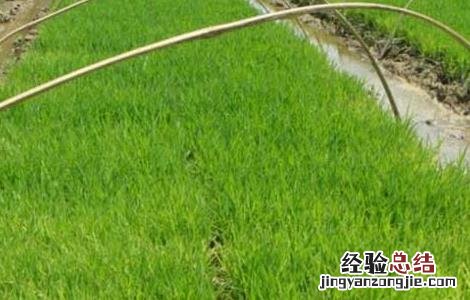 怎样加强水稻苗期分蘖率 怎样加强水稻苗期分蘖率管理