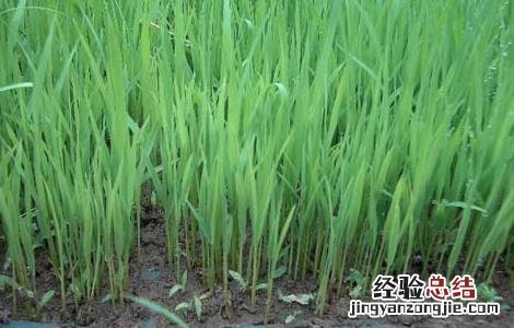 水稻苗床管理的主要技术措施 水稻苗床管理的主要技术措施有