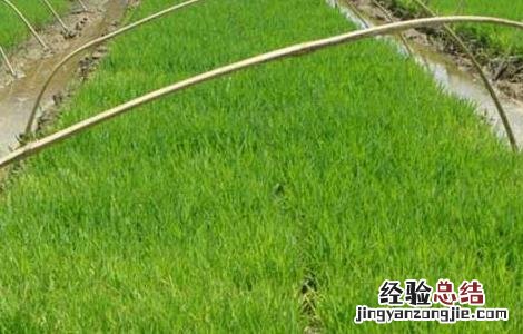 水稻苗床管理的主要技术措施 水稻苗床管理的主要技术措施有