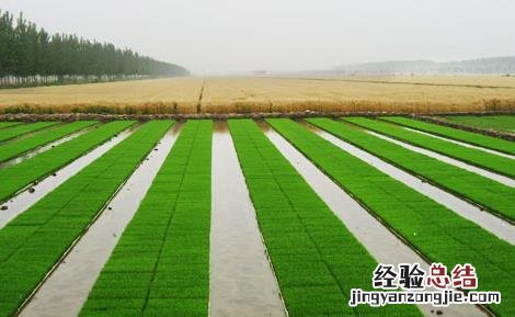 水稻苗期管理技术 水稻苗期管理技术要点