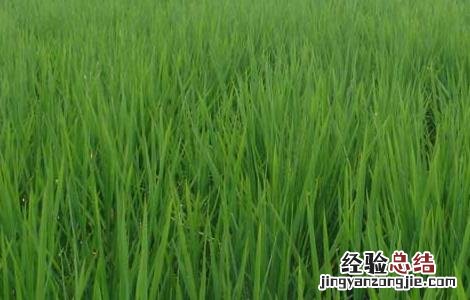 水稻苗期管理技术 水稻苗期管理技术要点