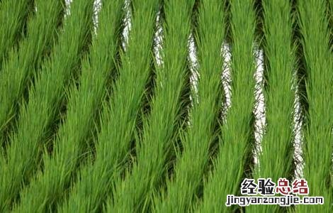 水稻苗期管理技术 水稻苗期管理技术要点