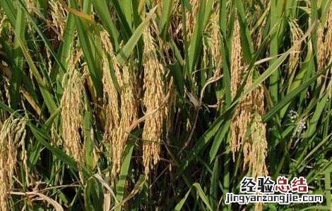 水稻种子处理技术 水稻种子处理技术视频