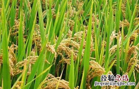 水稻种子处理技术 水稻种子处理技术视频