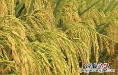 水稻种子处理技术 水稻种子处理技术视频