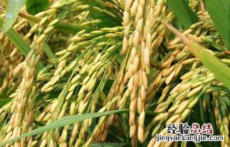 水稻种子处理技术 水稻种子处理技术视频