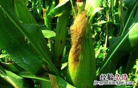 玉米种植技术 玉米种植技术与管理施肥