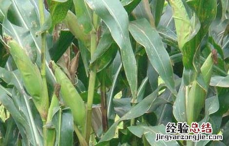 玉米种植技术 玉米种植技术与管理施肥