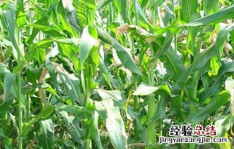 玉米种植技术 玉米种植技术与管理施肥