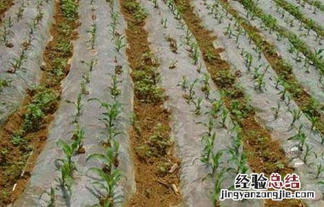 玉米种植技术 玉米种植技术与管理施肥