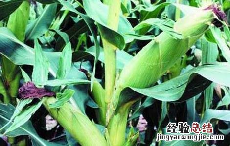 玉米种植技术 玉米种植技术与管理施肥
