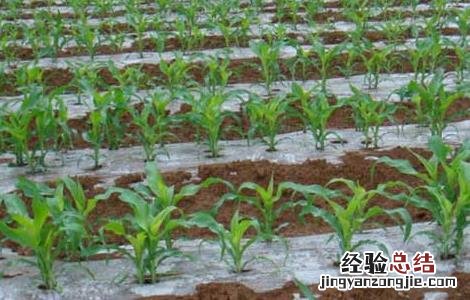 玉米种植技术 玉米种植技术与管理施肥