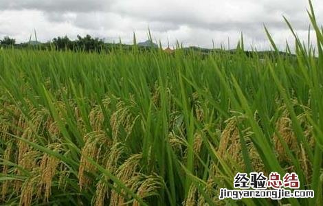 水稻生长特性及对环境的要求是什么 水稻生长特性及对环境的要求