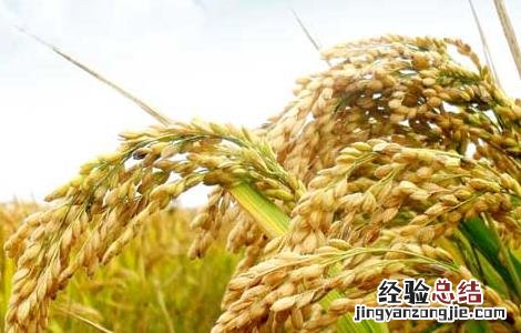 水稻生长特性及对环境的要求是什么 水稻生长特性及对环境的要求