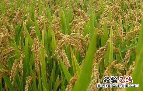 水稻生长特性及对环境的要求是什么 水稻生长特性及对环境的要求