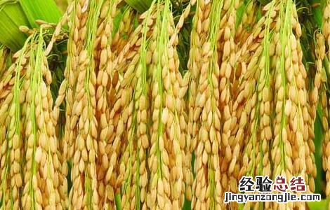 水稻生长特性及对环境的要求是什么 水稻生长特性及对环境的要求
