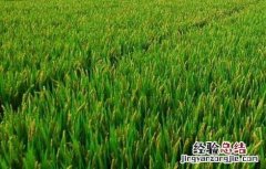 水稻生长特性及对环境的要求是什么 水稻生长特性及对环境的要求