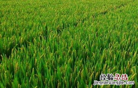 水稻生长特性及对环境的要求是什么 水稻生长特性及对环境的要求
