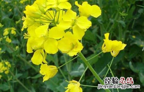 油菜的高产栽培技术与管理 油菜的高产栽培技术