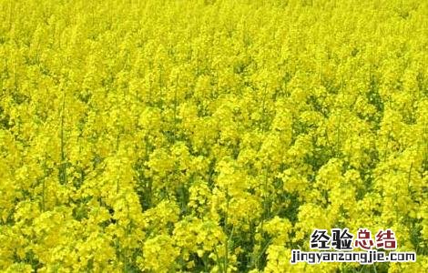 油菜的高产栽培技术与管理 油菜的高产栽培技术