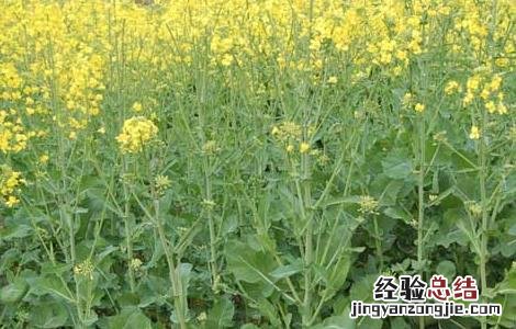 油菜的高产栽培技术与管理 油菜的高产栽培技术