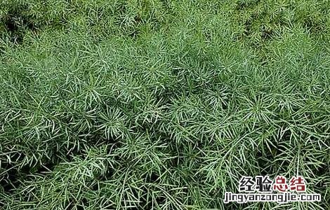 油菜的高产栽培技术与管理 油菜的高产栽培技术