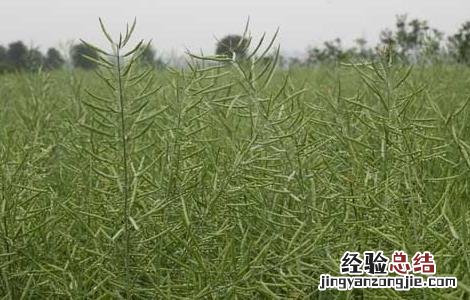 油菜的高产栽培技术与管理 油菜的高产栽培技术