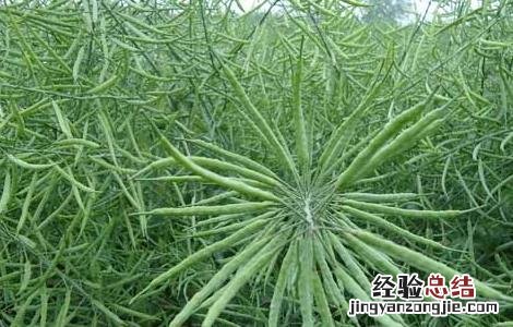 油菜的高产栽培技术与管理 油菜的高产栽培技术