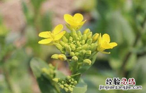 油菜的高产栽培技术与管理 油菜的高产栽培技术
