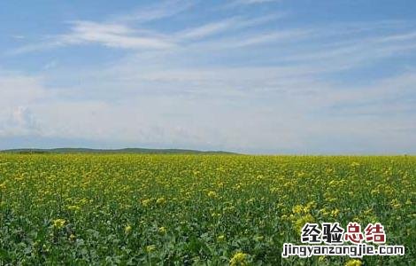 油菜的高产栽培技术与管理 油菜的高产栽培技术