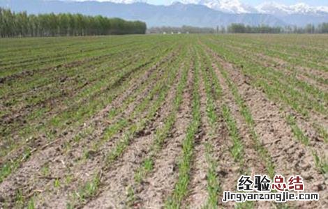 大葱重茬种植技术 春小麦复栽大葱的种植技术