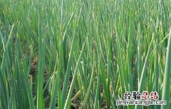 大葱重茬种植技术 春小麦复栽大葱的种植技术