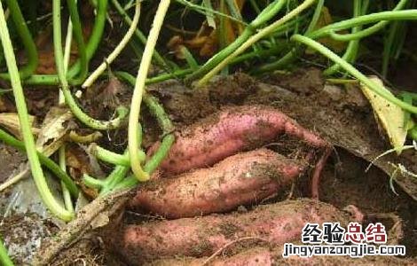 红薯高效种植技术 红薯种植新技术