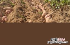 红薯高效种植技术 红薯种植新技术