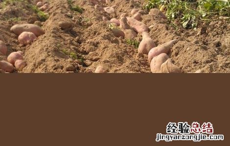 红薯高效种植技术 红薯种植新技术