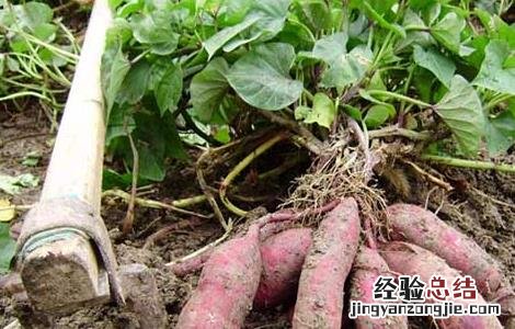 红薯高效种植技术 红薯种植新技术