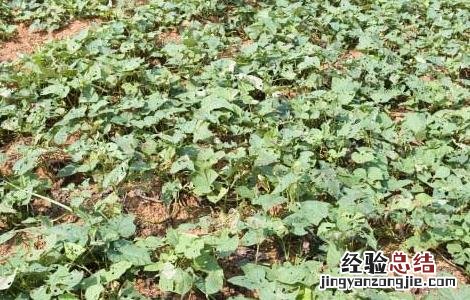 红薯高效种植技术 红薯种植新技术