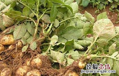 马铃薯高产栽培种植技术要点 马铃薯高产栽培种植技术